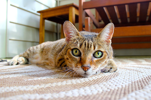 cat runner carpet