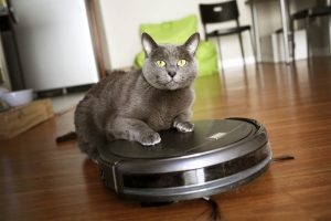 cat riding robot vacuum